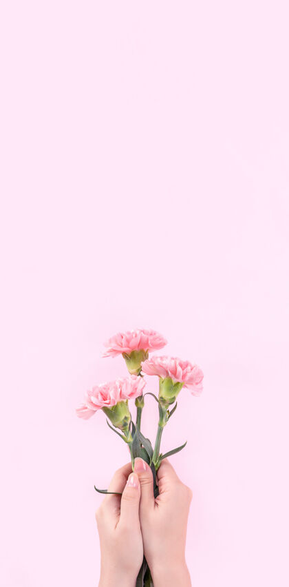 开花拿着粉色康乃馨放在粉色桌子背景上的女人纯度康乃馨自然