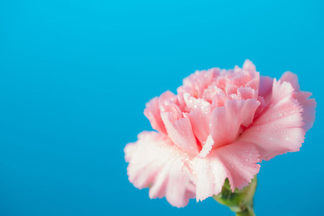 康乃馨蓝色背景上的康乃馨花 母亲节的概念浪漫植物花瓣
