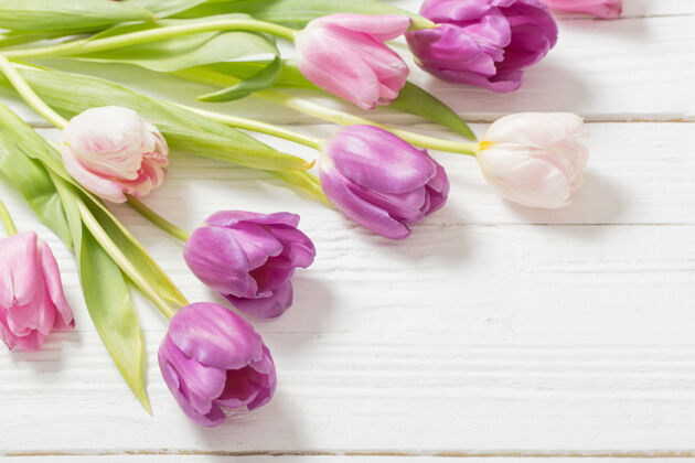 花白色木质背景上的美丽郁金香粉色紫罗兰春天