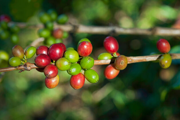 培养咖啡豆在植物上泰国农场叶子