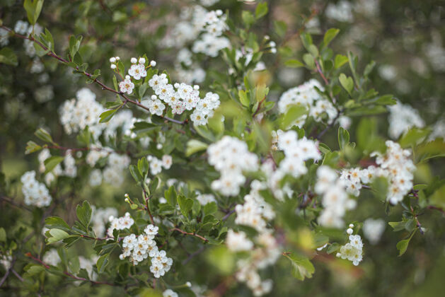 植物美丽的白色杏花在树和波基背景花瓣新鲜美丽