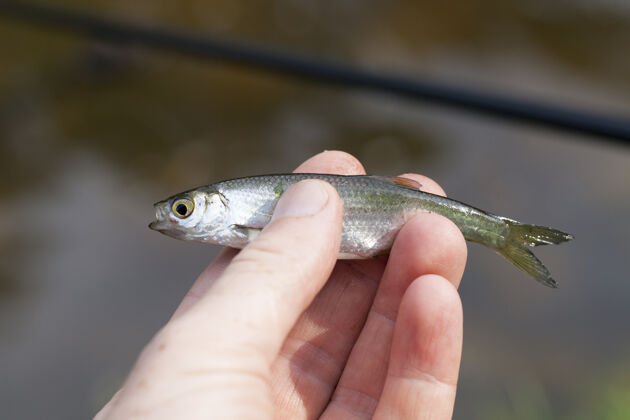 鱼在池塘里钓鱼时钓到一条小鱼 比人的手还小 特写捕获钩乡村
