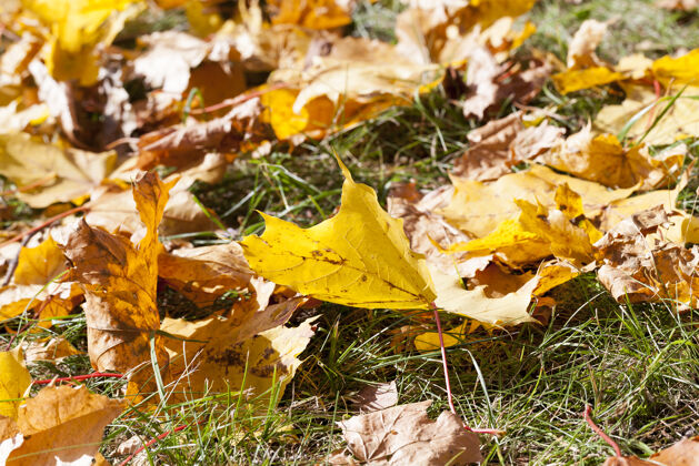 木趴在地上的是秋天落下的绿草 秋天落下的是黄橙黄的枫叶等落叶乔木 特写户外枫树草