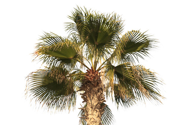 树木热带绿色棕榈叶隔离在白色背景上自然孤独野生