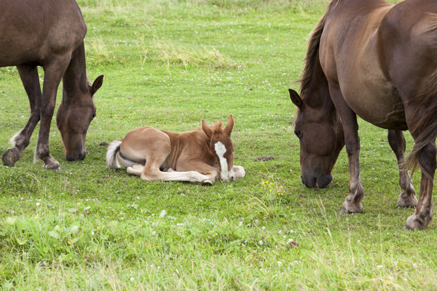 哺乳动物一匹成年马和一匹小马驹在绿草丛生的草地上 特写镜头优雅图表徽章