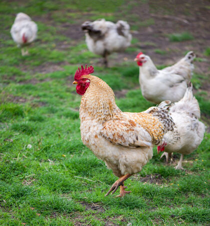 优雅伟大的公鸡公鸡在阳光明媚的小鸡笼里漫步美丽的小鸡村 特写健康公鸡农场