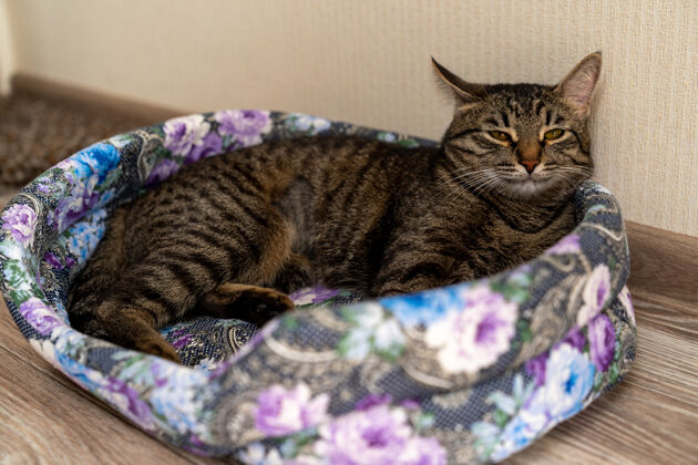 肖像欧洲短毛猫在婴儿床上休息魅力宠物睡眠