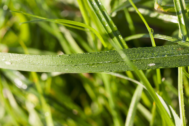 反射雨后草地上茂密的草地上 布满了水滴露特写水滴