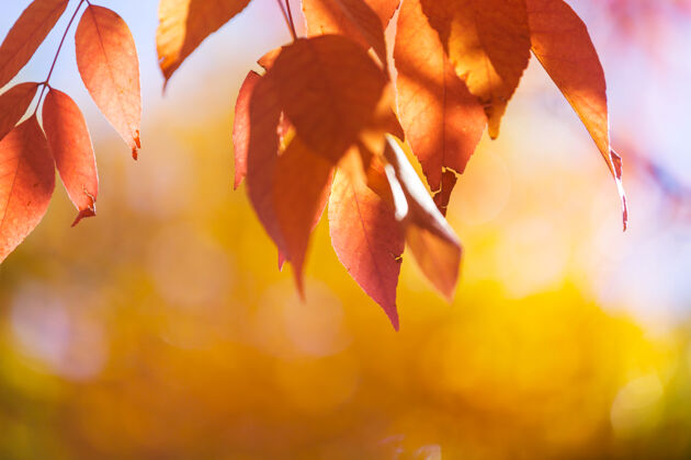 树叶秋天五彩缤纷的黄叶季节结束-上篮阳光宁静灵感