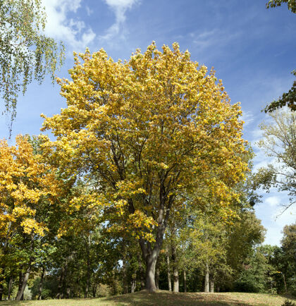 树干秋天 阳光明媚的天气 一棵高大孤独的枫树 叶子泛黄 一棵树映衬着蓝天户外外面天气