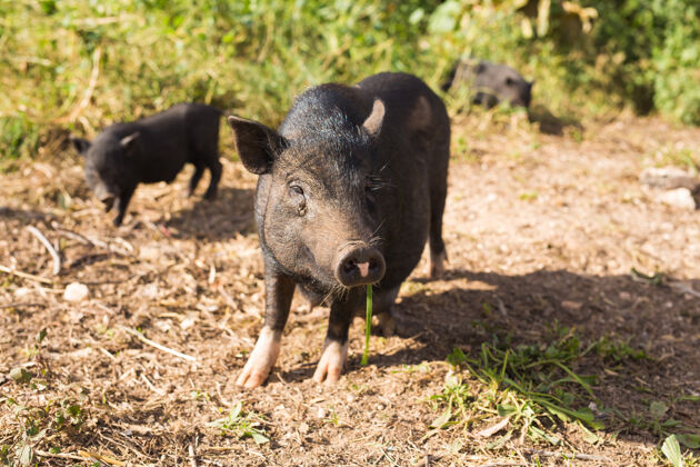 欧洲野猪或野猪草地野生动物在自然栖息地 猪肉夏天野生动物