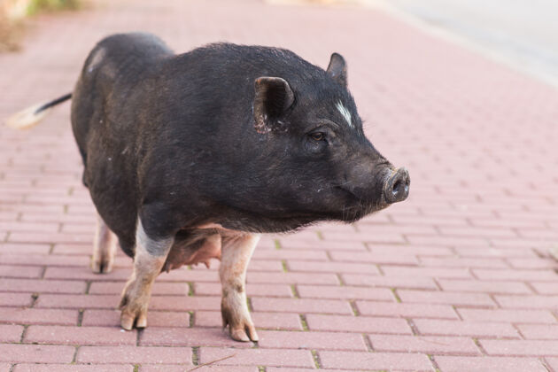 哺乳动物野生黑猪或猪接近向上野生动物在自然栖息地猪肉自然野生动物