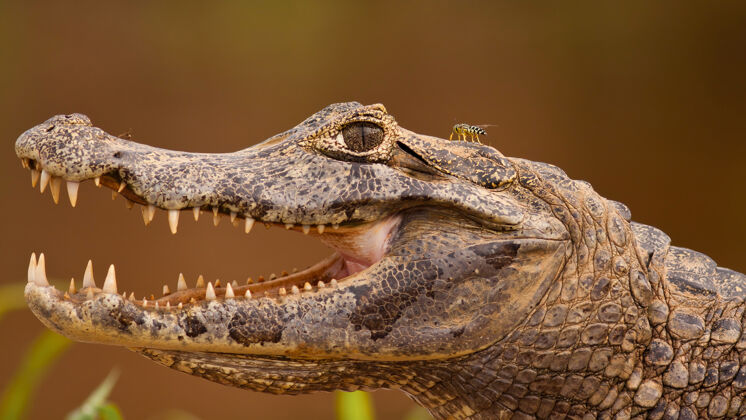 自然巴西利亚潘塔纳尔 张开嘴 露出牙齿的亚卡凯门鳄头像头河流野生动物