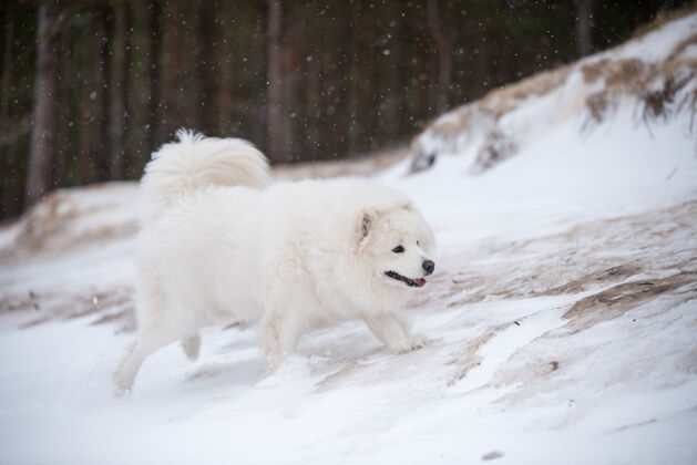 户外在拉脱维亚的雪地海滩上 萨莫耶德白狗正在奔跑毛皮毛绒绒小狗