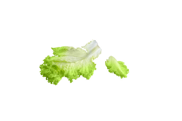 生的新鲜的绿叶莴苣在白色叶子新鲜生菜
