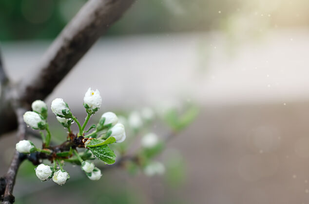 开花春天花园里的梅树上开着白花和雨滴四月花花瓣