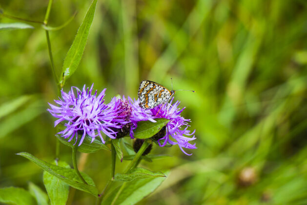 野生自然蝴蝶上花与植物 自然界与野生动物 昆虫生活 绿色动物季节花