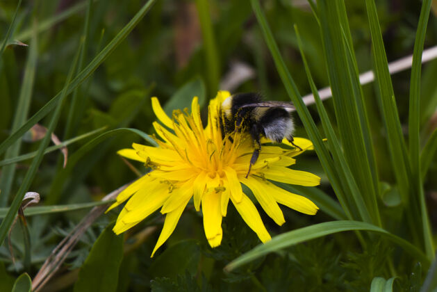 条纹蜜蜂宏观和特写 昆虫野生动物 自然和殖民地自然蜜蜂