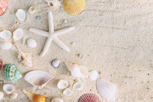 海洋夏季概念 沙滩上有贝壳和海星桌子免费的为您的装饰顶视图空间贝壳特写岛屿