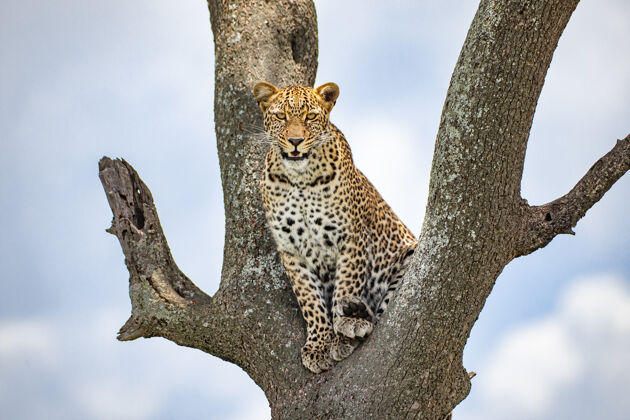 野生动物树上的豹子动物豹猫