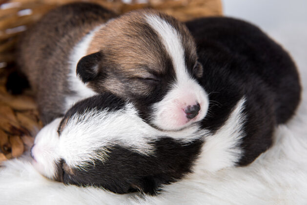 小两个彭布鲁克威尔士科吉小狗狗白色肖像品种小狗