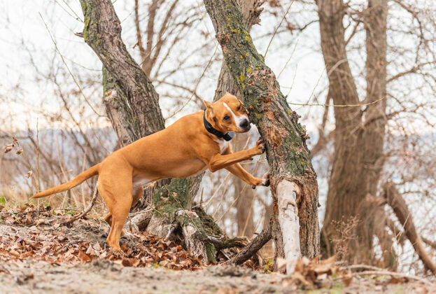 游戏美国斯塔福德郡猎犬森林年轻公园里的斯塔福德郡成年猎犬宠物血统狗