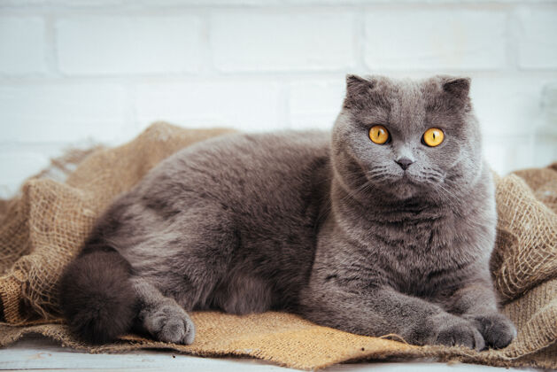 纯种可爱的蓝色苏格兰折叠猫和金色的眼睛粗麻布苏格兰宠物猫