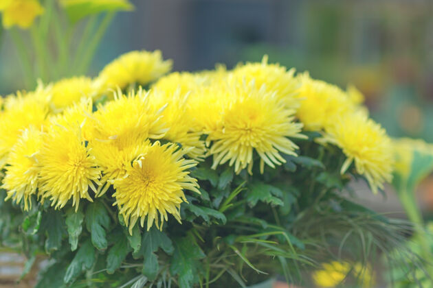 细节花园里开着黄色的菊花开花开花户外