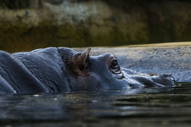 自然河马在水里 柏林动物园 野生动物哺乳动物水河流
