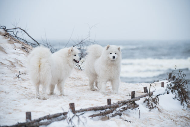 动物拉脱维亚的雪海海滩上有两只萨莫耶德白狗品种自然户外