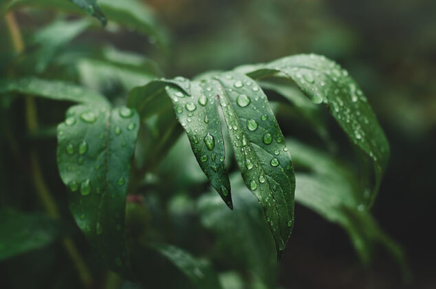 绿叶绿油油的牡丹叶 带着雨滴雨天气清新