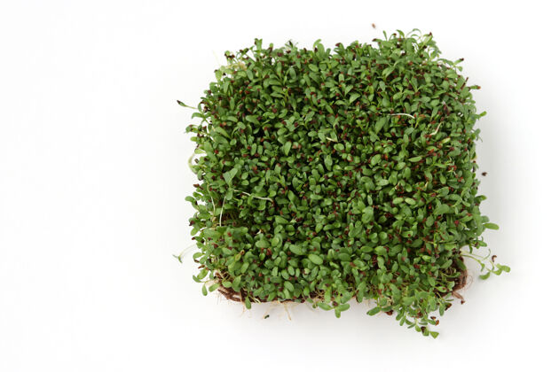 芽紫花苜蓿微绿位于白色表面 顶视图 复制空间生长叶子食物