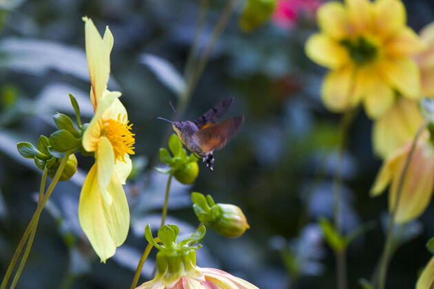 危险大而最大的蜜蜂在黄色的花头上 昆虫的宏观和特写镜头昆虫花蜜乡村
