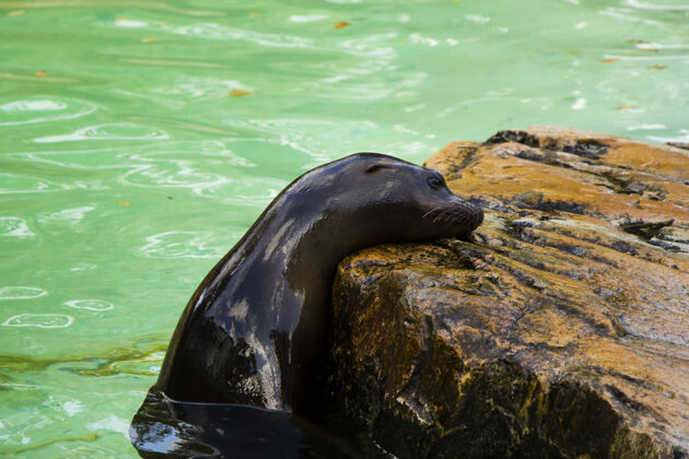 海洋水中的海狮动物动物群美丽的生物