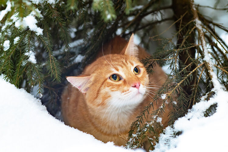 毛茸茸的雪地里的姜猫 冬天在森林里散步一只悲伤的宠物坐在外面的圣诞树上户外雪肖像