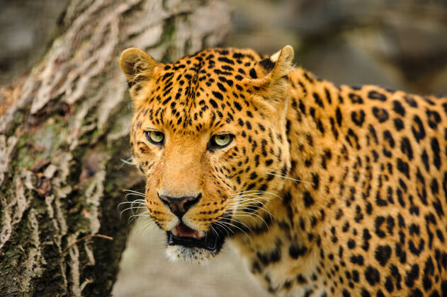 大豹子的肖像和强烈的眼睛脸非洲肖像