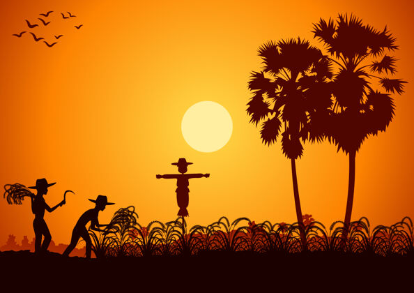 农作物亚洲的乡村生活人类在日出时分收割稻谷自然天空收获