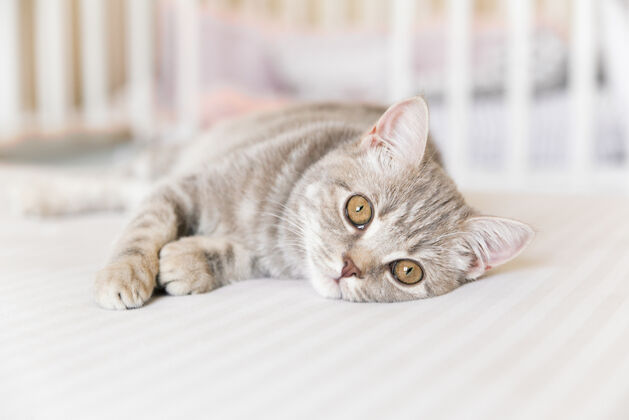 条纹可爱的苏格兰直斑猫血统纯种猫