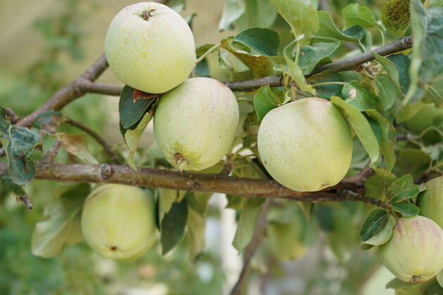 水树上成熟的苹果我国的天然产品豪斯多汁把成熟的苹果放在树枝上茎甜叶