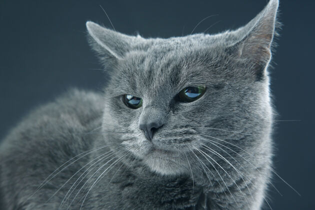 猫一只美丽的灰猫在黑暗中的工作室肖像背景.pet哺乳动物捕食者家庭头生活