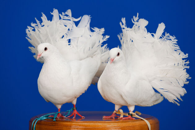 配对一对白鸽坐在木板路上 象征着爱和纯洁鸟羽毛纯洁