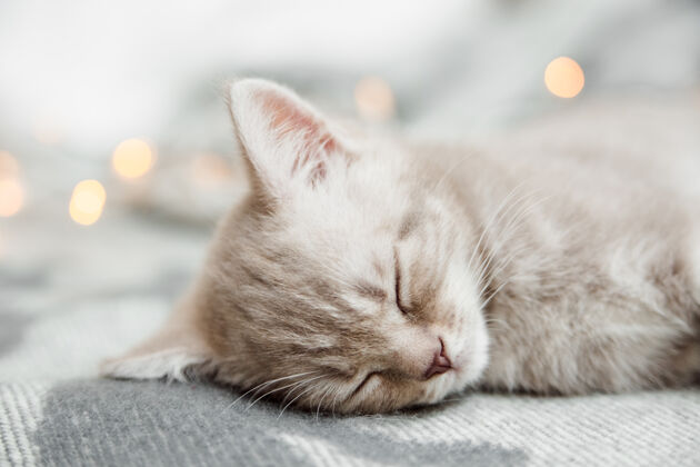 Bokeh戴着圣诞灯的可爱的小猫正在床上睡觉格子花呢-向上看斯堪的纳维亚放松斑猫