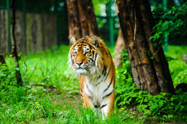猎人绿草上美丽的老虎野生动物肖像
