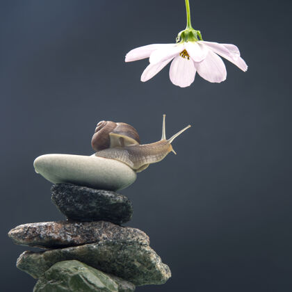 爬行石头金字塔上的蜗牛伸向一朵白花器官蜗牛触角