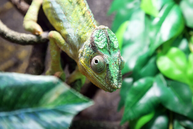 绿色绿色变色龙特写爬行动物蜥蜴荒谬