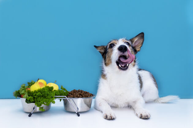 狗狗坐在一碗食物旁边 舔着舌头 干粮 新鲜蔬菜和蔬菜水果.宠物健康的生活方式和营养理念宠物搞笑蓬松