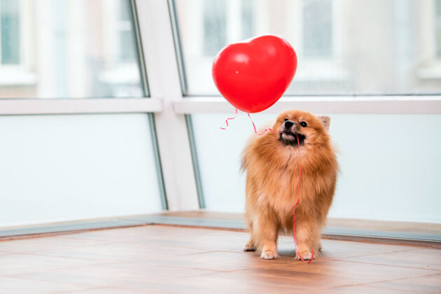 小一只小波美拉尼亚狗用一根绳子把一个心形的气球叼在嘴里羽毛球童年