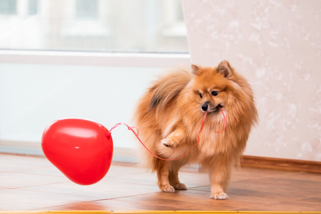 球一只小波美拉尼亚狗用一根绳子把一个心形的气球叼在嘴里甜问候天使