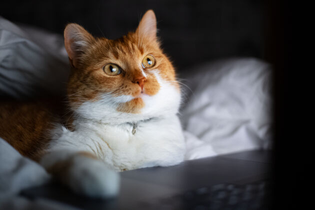 漂亮家里黑暗的房间里 红白猫躺在床上 手提电脑的画像室内毛皮家庭