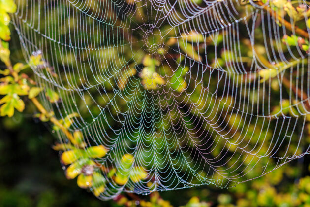 细节绿色的蜘蛛网上有露珠植物.摘要背景湿钻石蜘蛛